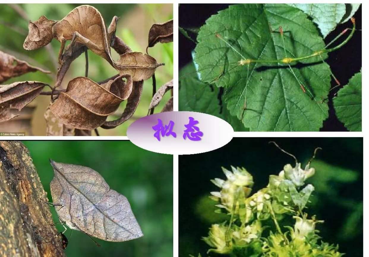 第四届“强网”拟态防御国际精英挑战赛Writeup